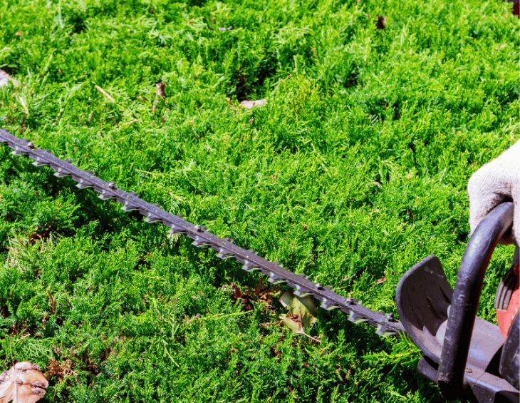 Hedge Cutting